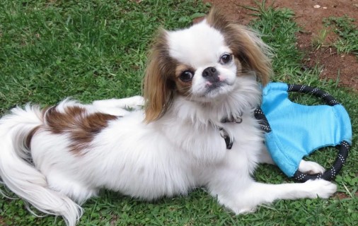 Fluffy white and brown Japanese Chin dog lying on grass with a blue toy, looking up with a curious, relaxed expression.